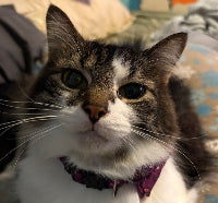 Cat wearing a purple collar on a patterned surface